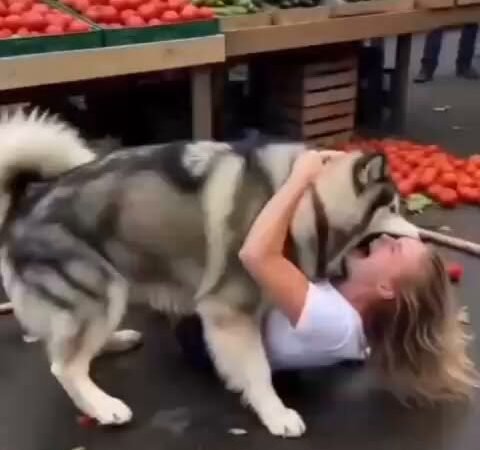 large-dogs-unexpected-reaction-at-busy-market-leaves-everyone-stunned/