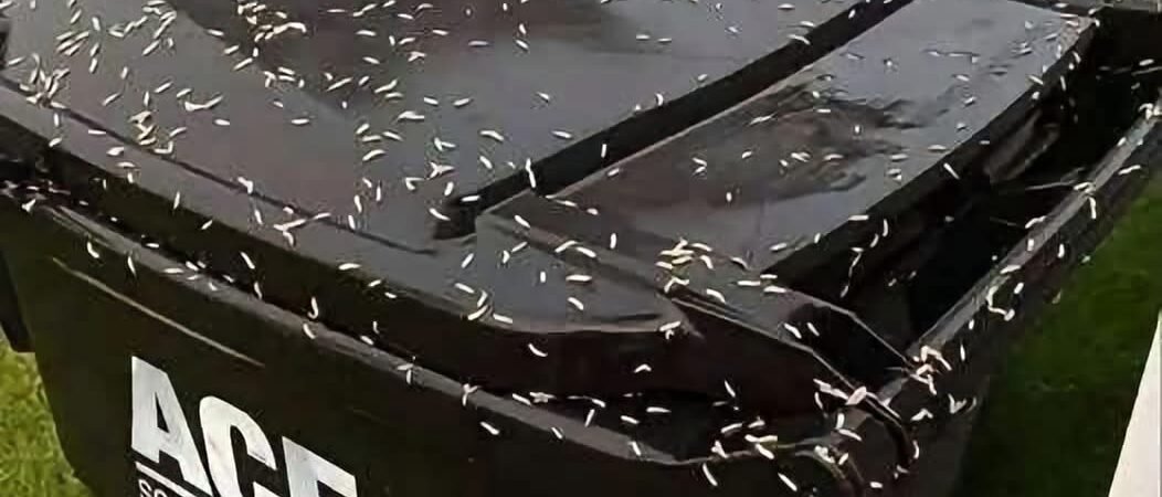 I Thought It Was Rice on My Garbage Can—Then It Started Moving