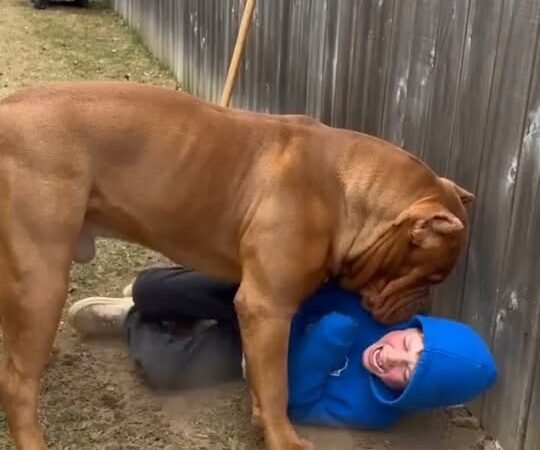 a-shocking-backyard-encounter-leaves-everyone-wondering-what-the-dog-will-do-next/